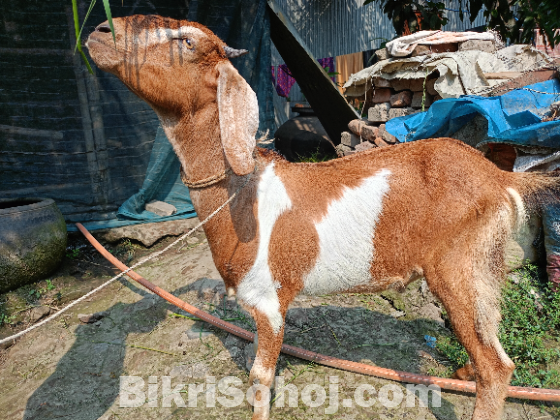 ১ টি কুরবানি উপোযগি খাসি।